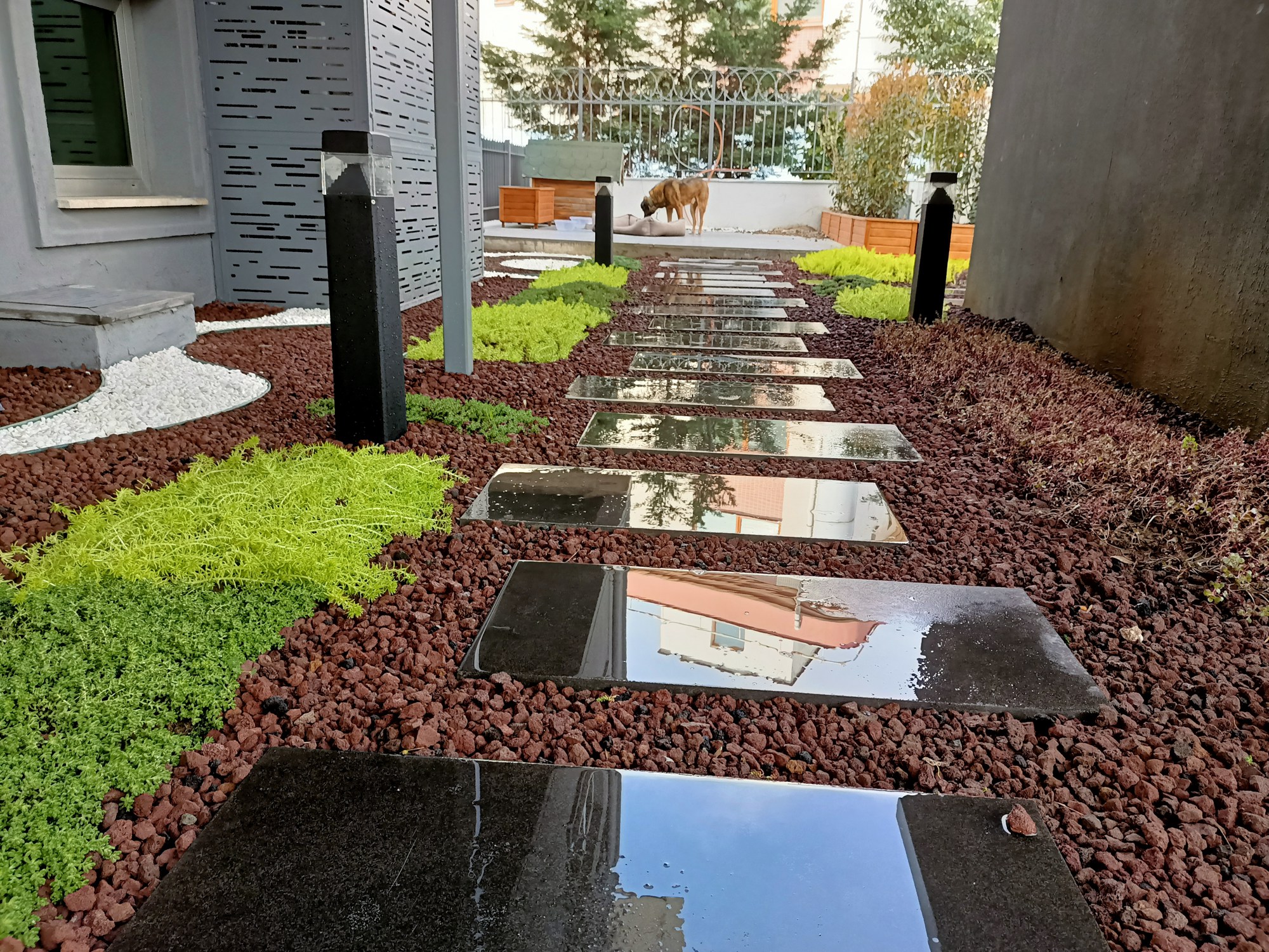 Sedum bahçesi · Adım taşlı geçiş ve saksılı teras · Sonrası · Gelişen sedum dokusu