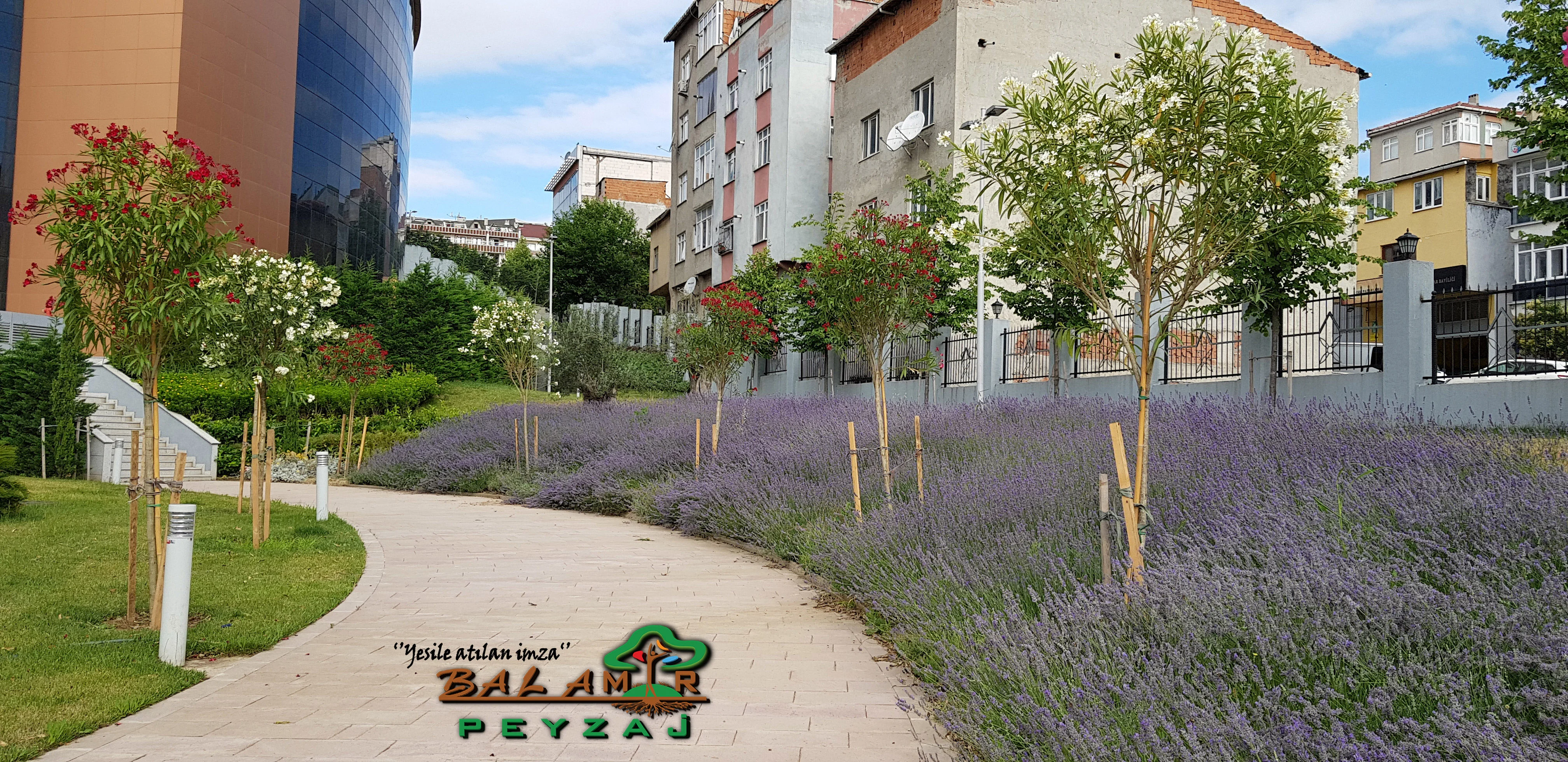 BAKOME · Lavantalı yürüyüş yolu · Sonrası · Lavanta ve yürüyüş yolu