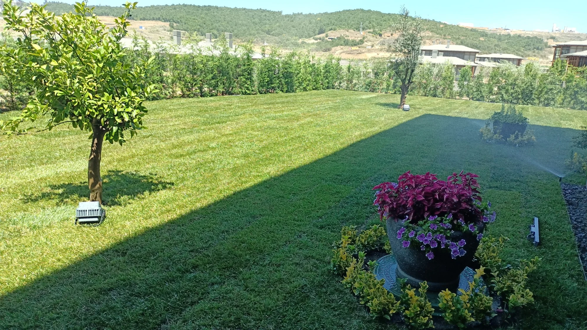Çim alan, zeytin ve narenciye ağaçları · Sonrası · Genel görünüm