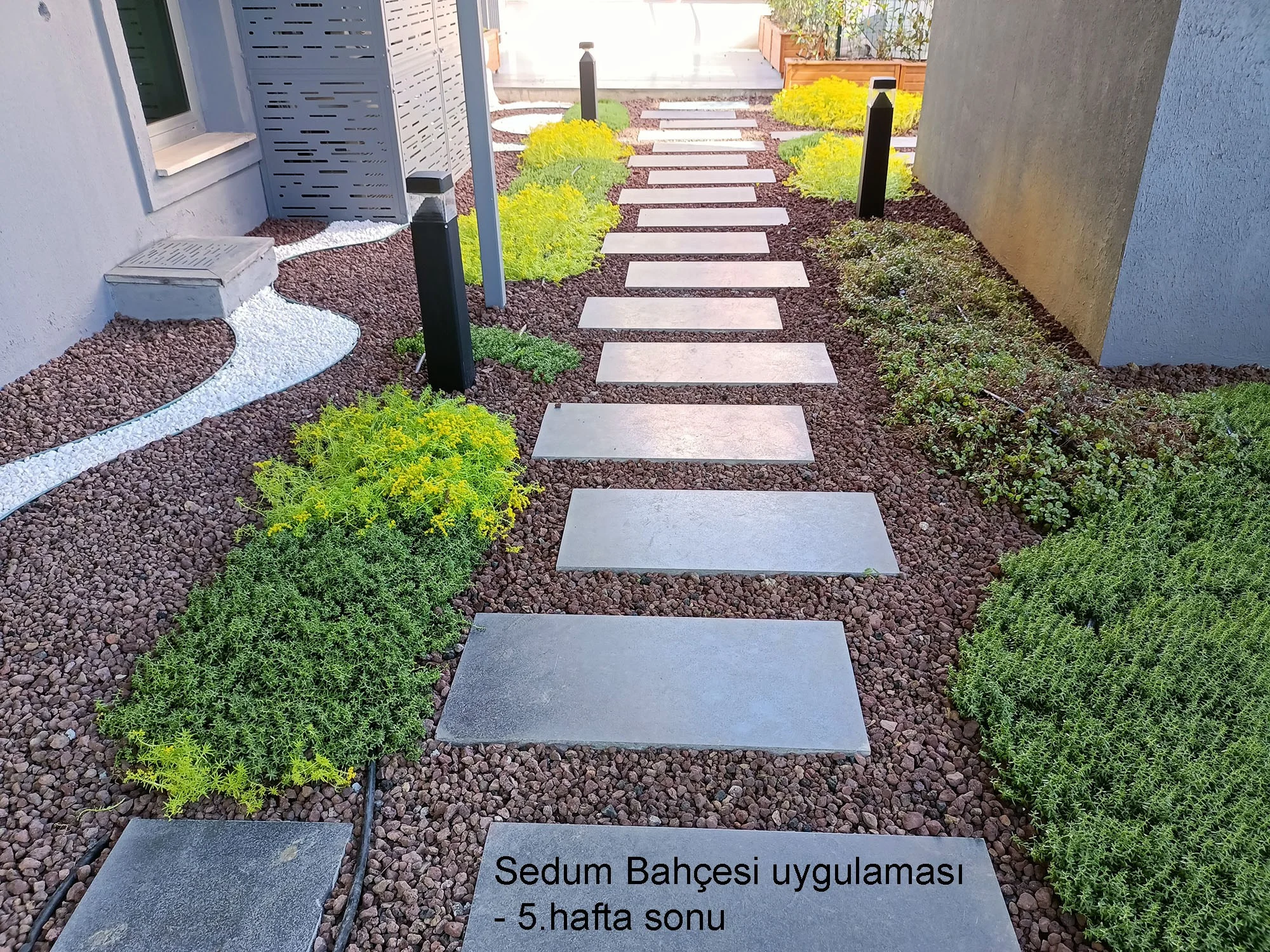 Sedum bahçesi · Adım taşlı geçiş ve saksılı teras · Sonrası · Beşinci hafta / geçiş
