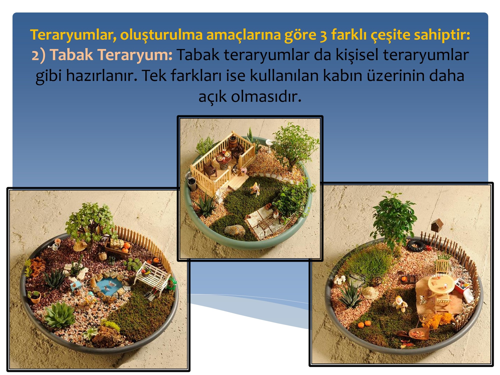Eğitim sunumu · Teraryum örnekleri · Sunum · Tabak teraryum