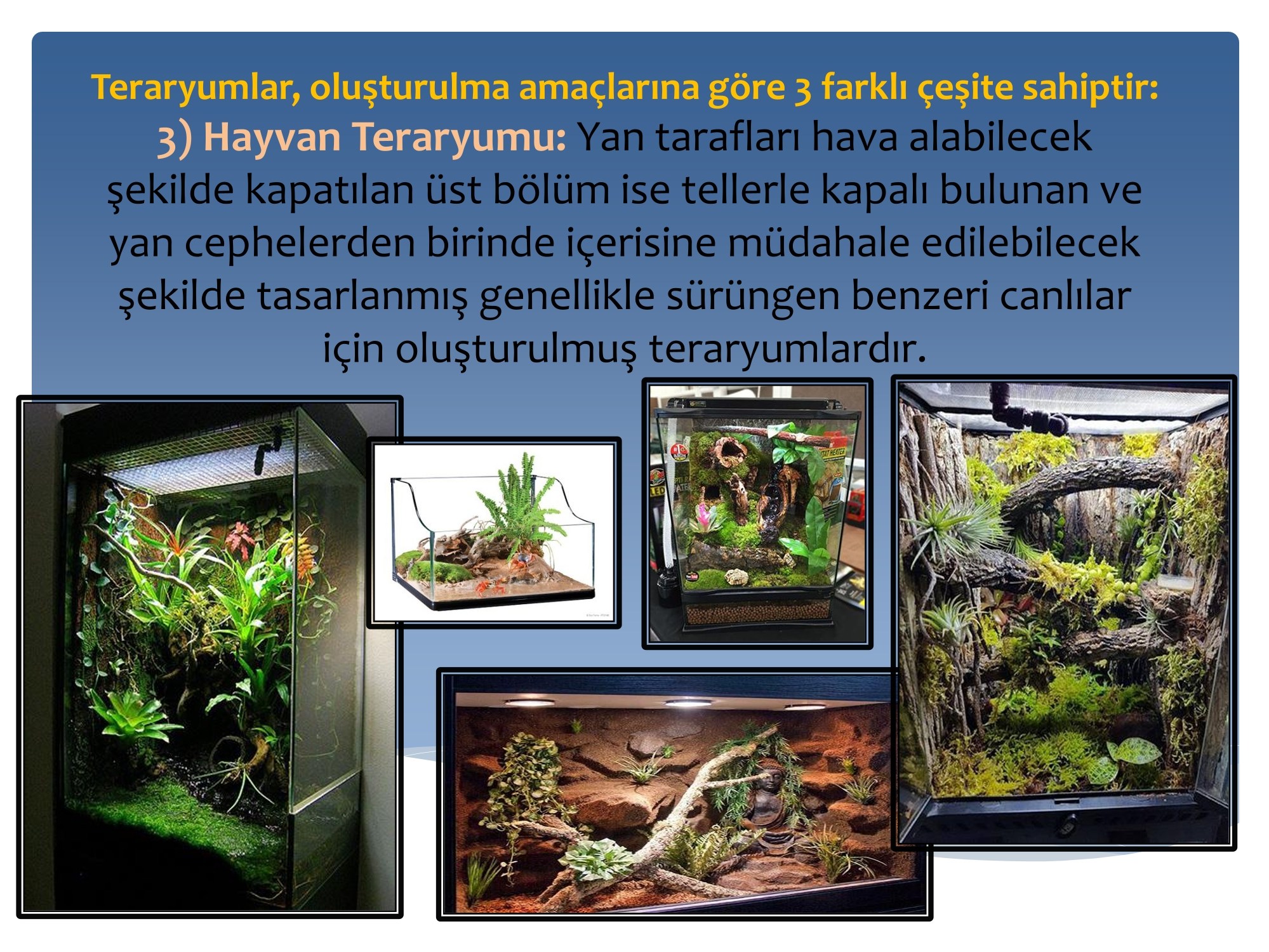 Eğitim sunumu · Teraryum örnekleri · Sunum · Hayvan teraryumu